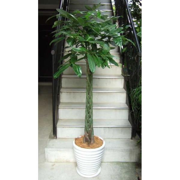 観葉植物 大型 パキラ 10号2L・鉢皿付き陶器鉢W01 : アンジェリックFS