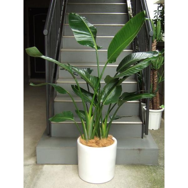 ディオーン　エデュレ1番2番の2鉢セット CENTURY センチュリー 裸族のお立ち台DJクローンプラス SATA 6G