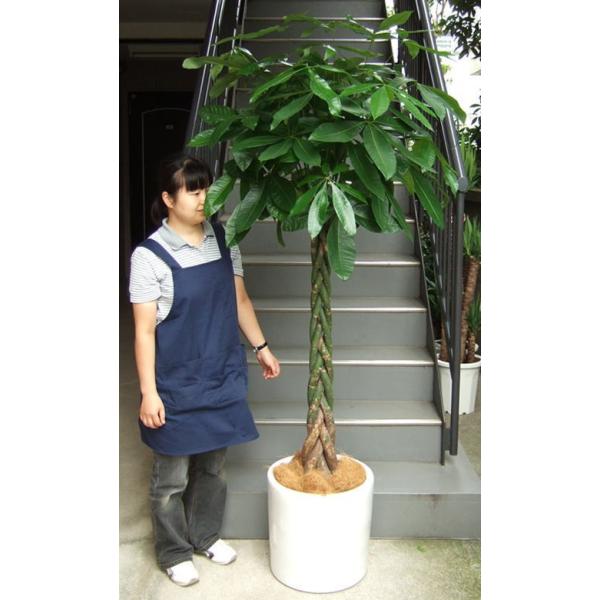 観葉植物 大型 パキラ 10号2l 鉢カバータイプ陶器鉢w19 開業祝 開店祝 開院祝 移転祝 贈答 Buyee Buyee Japanese Proxy Service Buy From Japan Bot Online