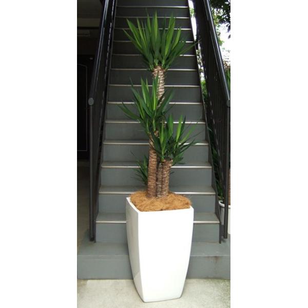 観葉植物 特大 特大 青年の木 ユッカ 青年の木 ユッカ 大型ホワイトスクエア鉢ファイバーグラス Yel48 アンジェリックfs