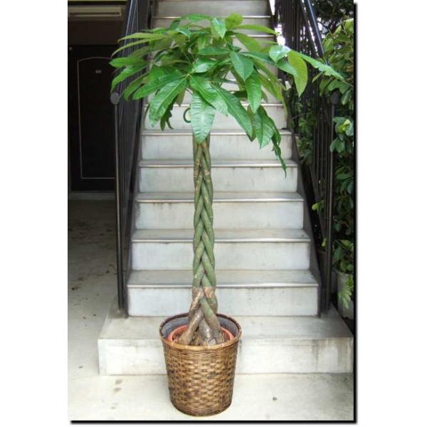 観葉植物 大型 パキラ 10号 2L 鉢カバー付き : アンジェリックFS