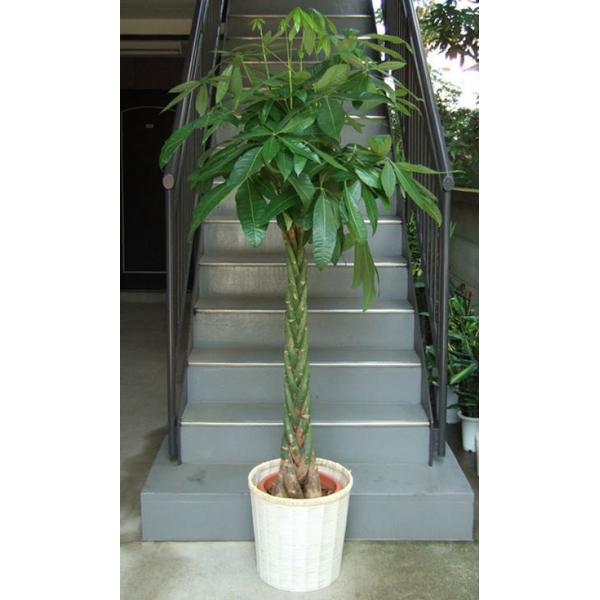 観葉植物 大型 パキラ 10号 2L ホワイト鉢カバー付き : アンジェ 観葉植物 大型 パキラ 10号 2L ホワイト鉢カバー付き : アンジェ