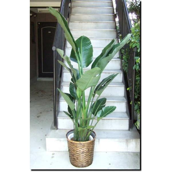 観葉植物 大型 オーガスタ 鉢カバー付き Buyee Buyee Japanese Proxy Service Buy From Japan Bot Online