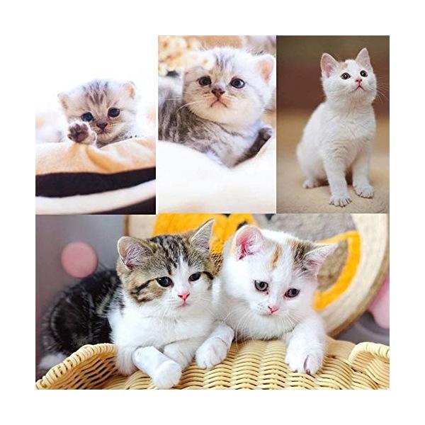 Cm 105 An07vdzwhd6 Angelsnow 35 35 猫のスクラッチ パッドの投稿 美しい猫登山フレーム夏の猫のくずユニバーサル猫スクラッチボード登山猫ラック付き猫のおもちゃ50 105