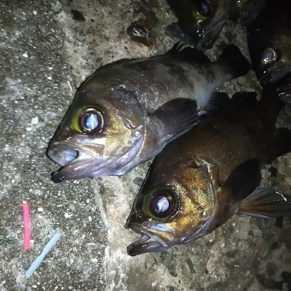 anglers-sarai_s01031-7_2_d_20240301100104