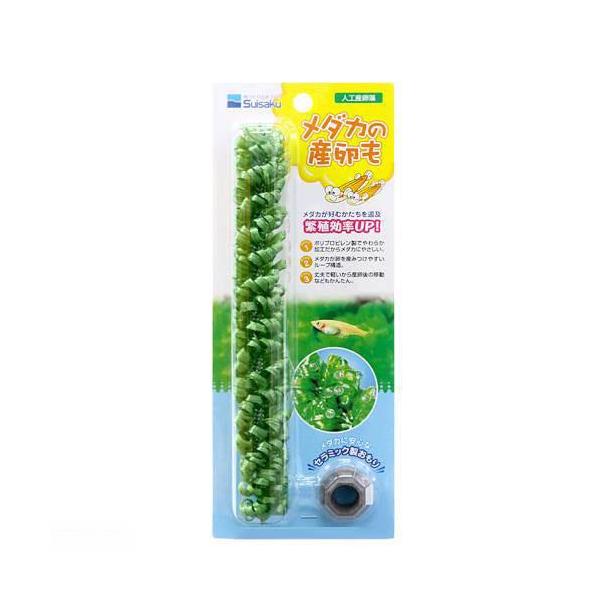 水作 メダカの産卵も