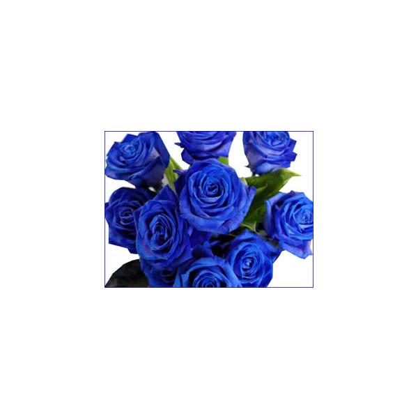 バラ  青いバラ ブルー ローズ 10本以上から 花束 アレンジメントに  ギフト 誕生日の花 薔薇 プレゼント