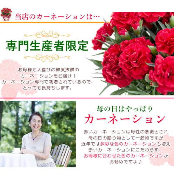 遅れてごめんね 母の日 21 花 選べるカーネーション鉢植え 選べるお菓子セット ギフト Buyee Buyee 提供一站式最全面最專業現地yahoo Japan拍賣代bid代拍代購服務 Bot Online