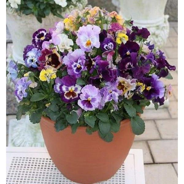 パンジーの苗 ムーランフリル ベイシックタイプ6色アソートセット 秋まき 苗 秋植え Np 0001 アンのお花屋さんyahoo 店 通販 Yahoo ショッピング