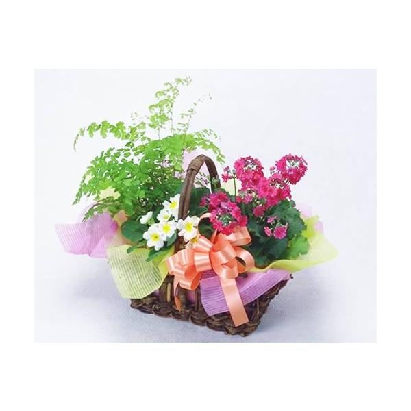 花 鉢花 と 観葉植物 のバスケット お祝い バースデー プレゼント 贈り物 クリスマス プレゼント お歳暮 爆買