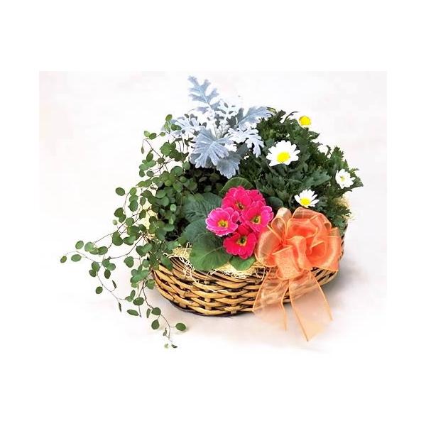 花 鉢植え 冬のお花 寄せ鉢 お祝い バースデー プレゼント 贈り物 クリスマス プレゼント お歳暮 爆買