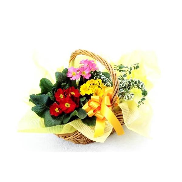 花 鉢植え プリムラとミニ観葉の寄せ鉢 お祝い バースデー 贈り物 クリスマス プレゼント お歳暮 爆買