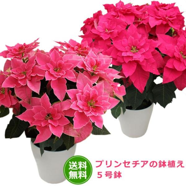 プリンセチア鉢植え お歳暮 クリスマス プレゼント バースデー ギフト ポインセチア Princetia5 アンのお花屋さんyahoo 店 通販 Yahoo ショッピング