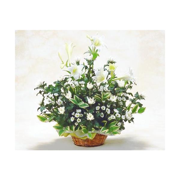   ފ ފ  AWgiȃƋẽAW Ԃ  r r VN 