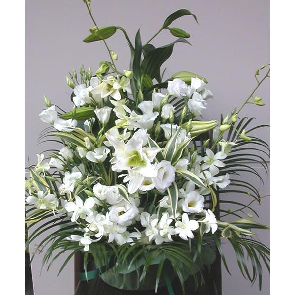   ފ ފ  JTuJƃ̔AWg Ԃ  r r VN 