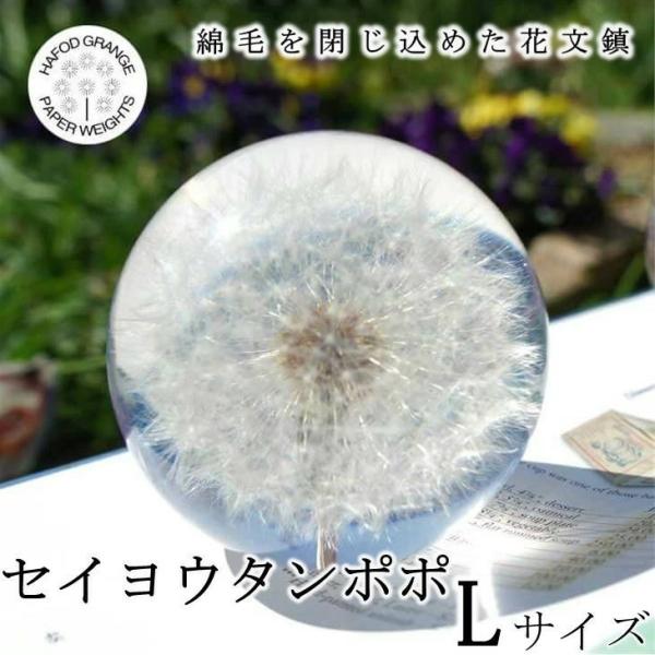 ハフォドグレンジ セイヨウタンポポ Lサイズ  花文鎮 フラワー ペーパーウェイト  HG01L