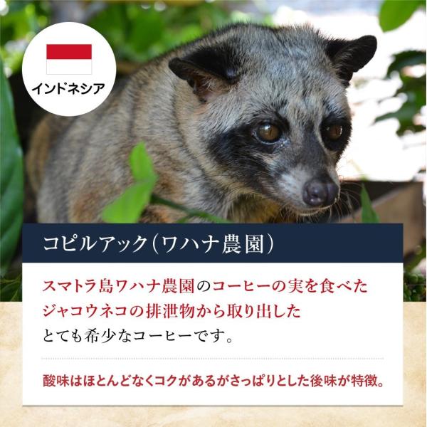 Netyasun 荒川 農園 猫