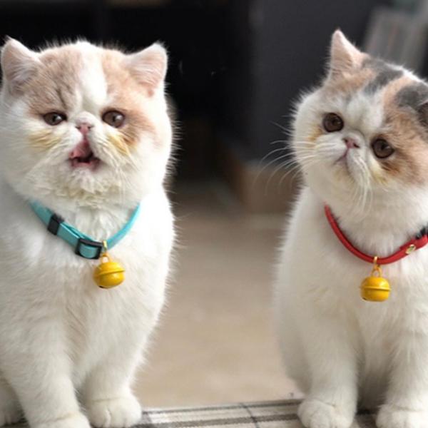 大きくてコロンとした黄色の鈴が特徴の、キュートな猫用首輪(??????)ねこちゃんの首にも優しくフィット。動くたびに、ベルがチリンチリンと音を立てるので、ネコちゃんの居場所がすぐに分かります少しレトロな雰囲気がする首輪で、見ているだけでも愛...