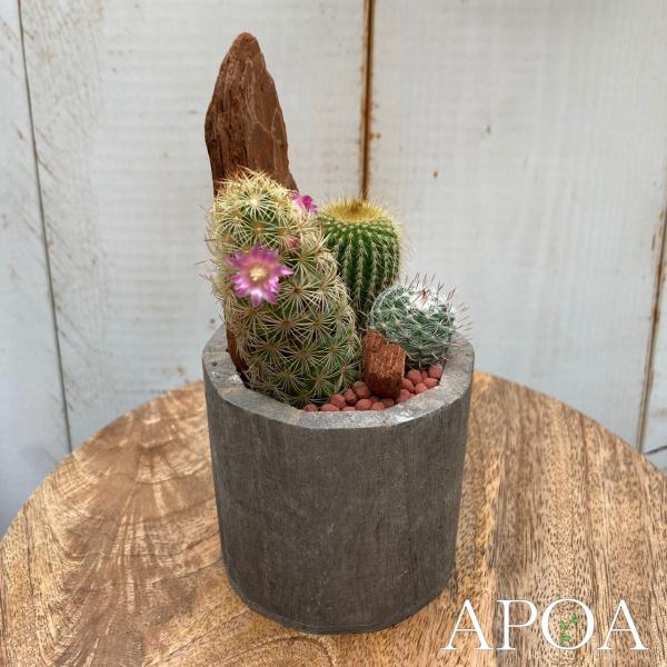 Yahoo限定 母の日 父の日 プレゼント ウッドコンポート サボテンの寄せ植え サボテン 寄せ植え おしゃれ ギフト ラッピング Buyee Buyee 日本の通販商品 オークションの代理入札 代理購入