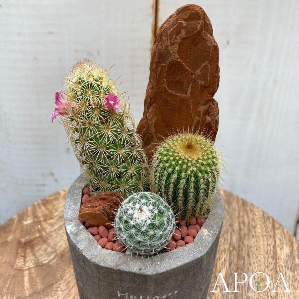 Yahoo限定 母の日 父の日 プレゼント ウッドコンポート サボテンの寄せ植え サボテン 寄せ植え おしゃれ ギフト ラッピング Buyee Buyee 日本の通販商品 オークションの代理入札 代理購入
