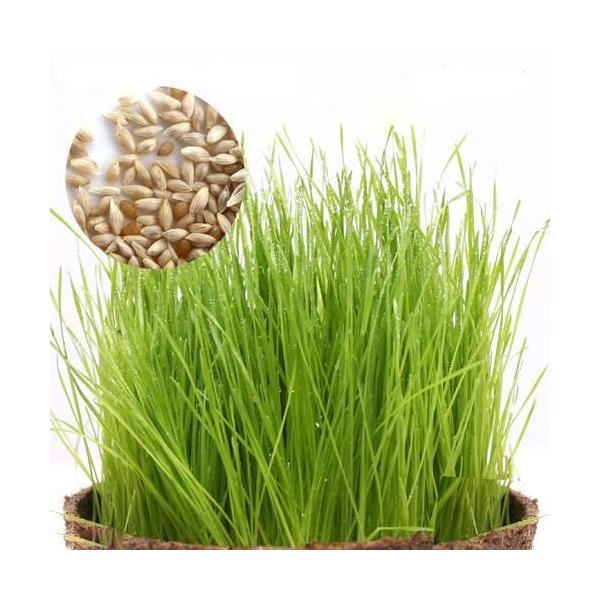 【商品概要】栽培可能な季節: 春から秋まで発芽適温: 15〜25℃成長後高さ: 20〜50cm柔らかく安全な葉: うさぎなどの小動物の餌として適切内容量: 5g (約10ml) 1袋【商品説明】うさぎが大好きチモシーをご家庭で栽培してみませ...