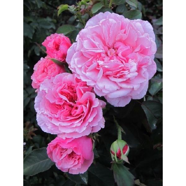バラ苗 大苗 18cmポット ハロー スワロー : Apple Roses - 通販 バラ苗 大苗 18cmポット ハロー スワロー : Apple Roses - 通販