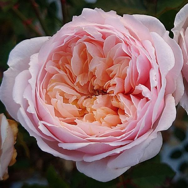 バラ苗 即納 大苗 18cmポット メーヴェ : Apple Roses - 通販 - Yahoo