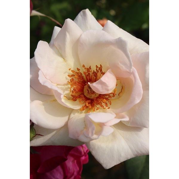 セール品 即納 バラ苗 大苗18cmポット オフィーリア Buyee 日本代购平台 产品购物网站大全 Buyee一站式代购 Bot Online