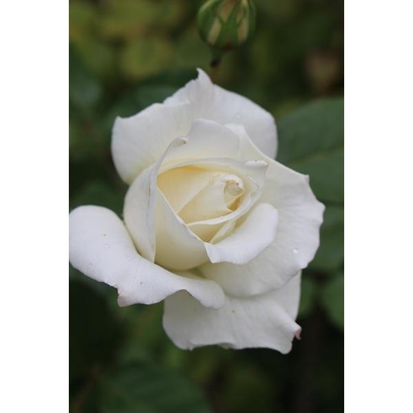 セール品 即納 バラ苗 大苗18cmポット パスカリ O Pascali アップルローゼス Yahoo 店 通販 Yahoo ショッピング