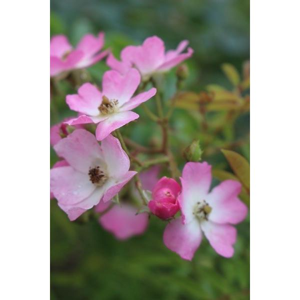 即納 バラ苗 新苗育成苗18cmポット バレリーナ S Ballerina アップルローゼス Yahoo 店 通販 Yahoo ショッピング