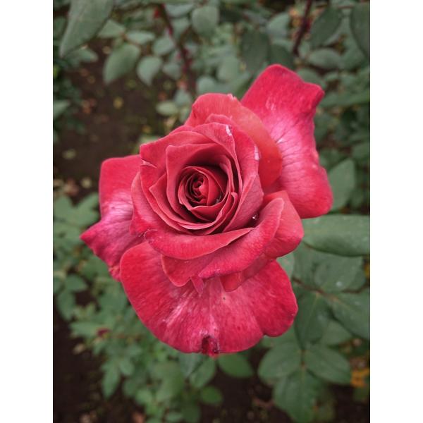 黒 バラ 苗の人気商品 通販 価格比較 価格 Com