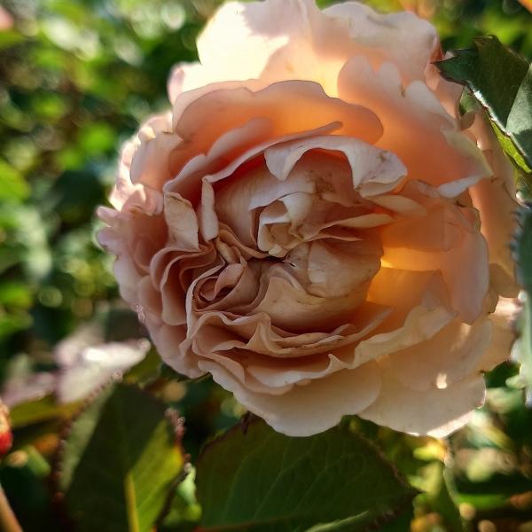 apple-roses_s-charon