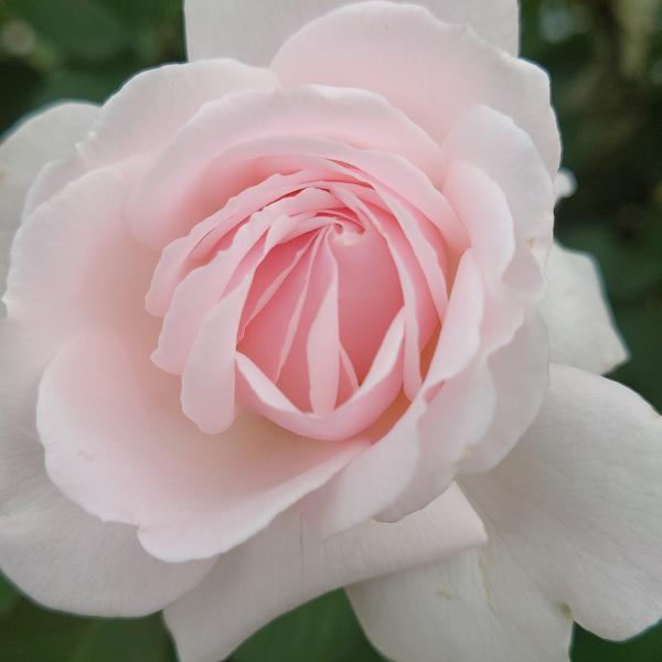 バラの香り♪　レア‼希少❣　フトモモ 蒲桃【ローズアップル苗木】 樹高55㎝ apple-roses_s-inori