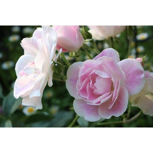 即納 バラ苗 新苗育成苗18cmポット ピンク アイスバーグ S Pinkiceberg Apple Roses 通販 Yahoo ショッピング