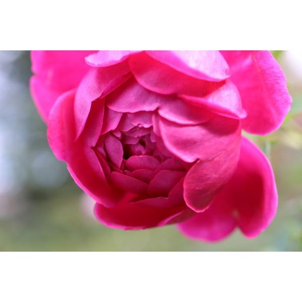 ♡Lokelani様♡ご確認用 バラ苗 バラ苗 新苗育成苗 18cm