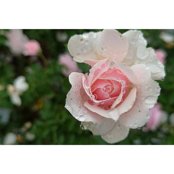♡黎アスマ様♡ご予約　バラ苗 バラ苗 新苗育成苗 18cmポット ユニコーン : Apple Roses - 通販
