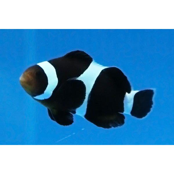 安いブラックオセラリスの通販商品を比較 ショッピング情報のオークファン