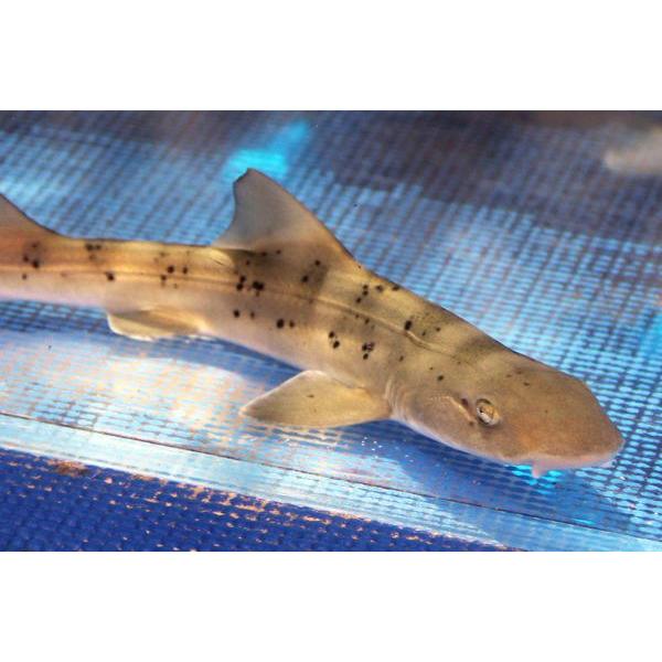 ドチザメ ベビー 約25 28cm トリートメント済 状態良好 アクアエンゼル 通販 Yahoo ショッピング