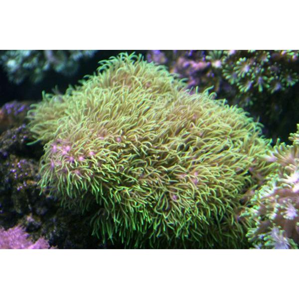 スターポリプ グリーン 約9 10cm 状態良好 アクアエンゼル 通販 Yahoo ショッピング