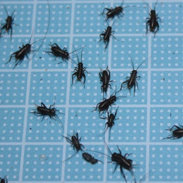 R5O~ pt^zVRIM SSTCY@TOCigJQAAJG̐aj