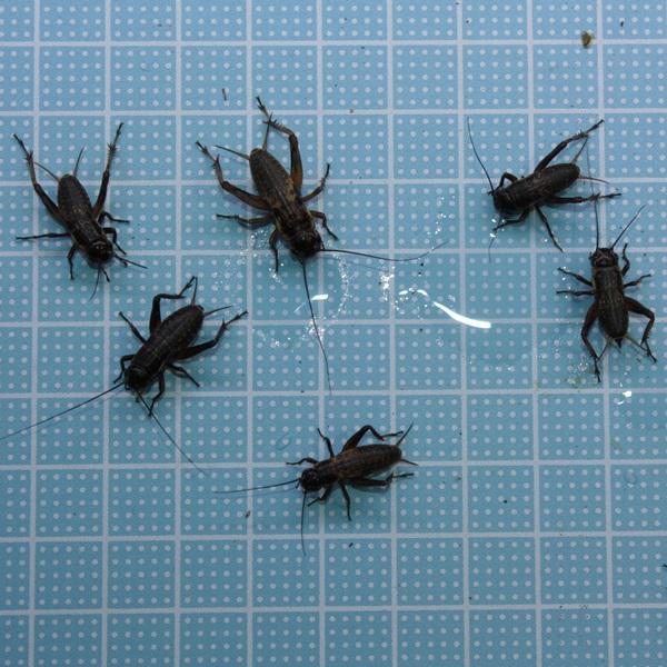 RIMplTCYTOCut^zVRIMv igJQAAJG̐aj