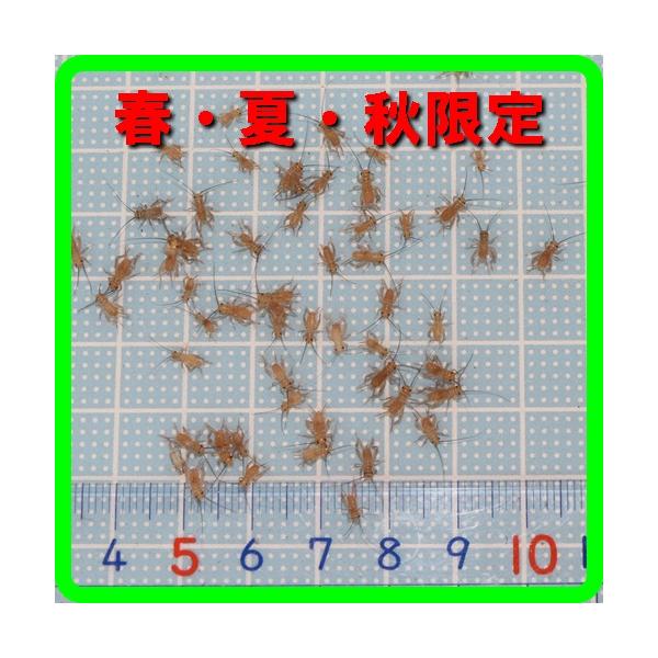餌 ヨーロッパイエコオロギSSサイズ（4〜8ｍｍ）１００匹 春・夏・秋限定 爬虫類フード（トカゲの餌、ヤモリのエサ、カエルの餌）