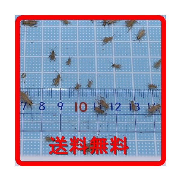 ☆ポスト投函ですが基本は翌日到着になります。☆ポスト内の温度が３2℃以下であることご確認ください。☆通気性確保のためダンボール等で発送のため雨等水濡れにご注意ください。★ポスト投函ですのでご注文数量が多い場合、普通宅急便に変更になります。○...