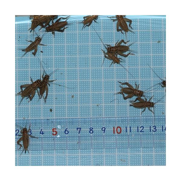 ○１１月から翌2月まで気温が低下するため、北海道・岡山以西・四国・九州・沖縄への発送はできません。（到着までに２日以上かかる地域）○翌日　基本的に午前中受け取りお願いいたします。〇生きている餌　コオロギ　です。　薄い茶色のヨーロッパイエコオ...