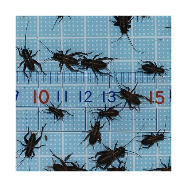 t^zVRIMi8`13ʁjSTCY@100CigJQ̉aÃGTAJG̉aji঒ ނ̃GT@aj