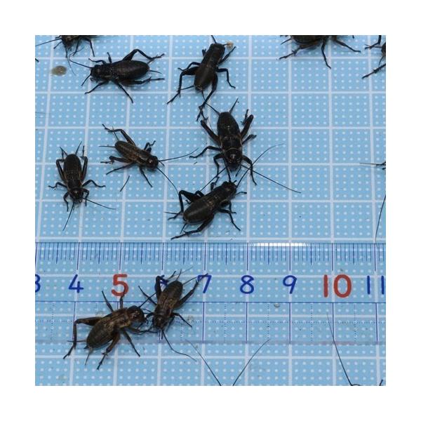 t^zVRIMi1R`PWʁjMTCY@100CigJQ̉aÃGTAJG̉aji঒ ށ@@aj