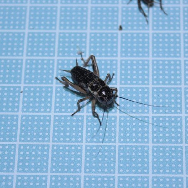 ŒZ pt^zVRIM kTCY@POOCigJQAAJG̐aj