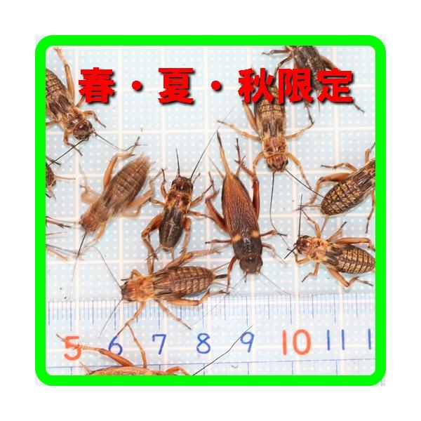 〇春　夏　秋　限定発送○１１月から翌2月まで気温が低下するため、北海道・岡山以西・四国・九州・沖縄への発送はできません。（到着までに２日以上かかる地域）○翌日　基本的に午前中受け取りお願いいたします。○通気性確保のためダンボール等で発送のた...