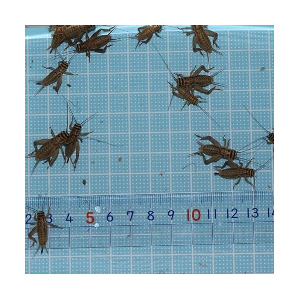 ○１１月から翌2月まで気温が低下するため、北海道・岡山以西・四国・九州・沖縄への発送はできません。（到着までに２日以上かかる地域）〇生きている餌コオロギで種類は薄い茶色のヨーロッパイエコオロギになります。○翌日　最短到着時間（基本午前中）の...