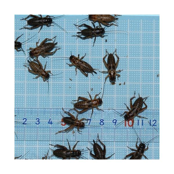 pt^zVRIM kTCY@QOC |XgigJQAAJG̐aj